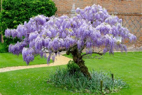 Chinese Wisteria (Wisteria sinensis) | Pflanzen, Garten, Glyzinie