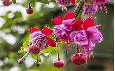sfondi fiore sfondi fucsia 78 immagini sfondi fiore sfondi fucsia 78 immagini