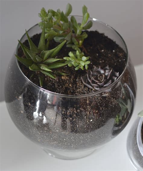 Image result for Terrarium Making111