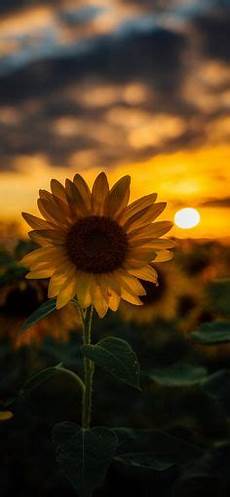 Lock Screen Iphone 7 Sunflower Wallpaper by 623 Best Sunflower Paintings Images In 2019 Sunflower Lock Screen Iphone 7 Sunflower Wallpaper