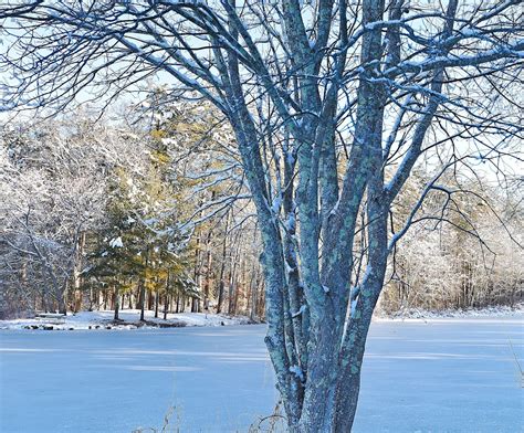 Image result for Trees Explode Cold