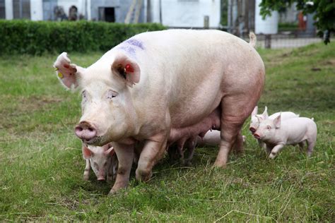 掌握夏季各阶段母猪饲养管理要点，轻松过夏！ - 猪好多网