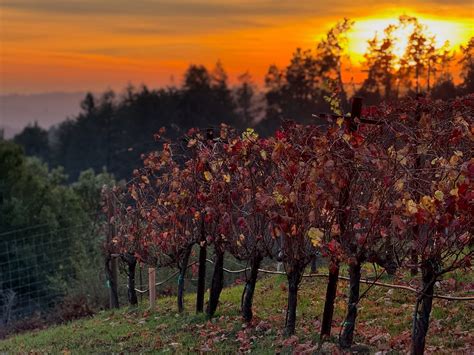 Windy Oaks Estate Winery (@windy_oaks_estate) • Instagram photos and videos