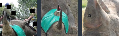 Spy-cam rhinos to take on poachers with devices hidden in their horns