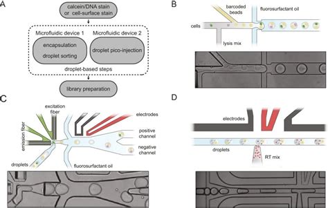 Image result for Single Cell Barcoding