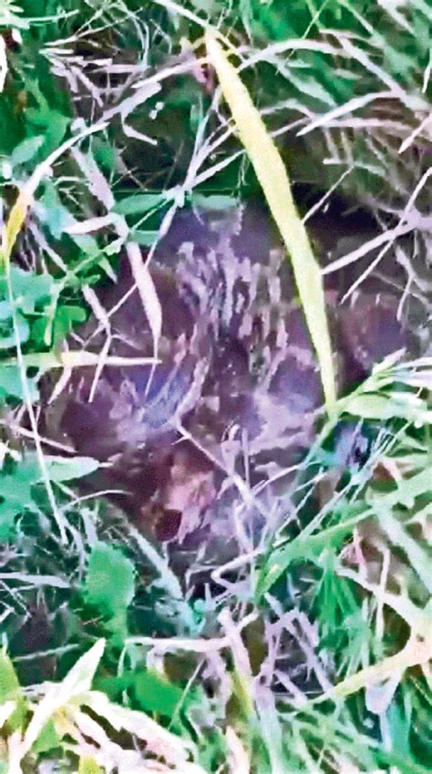 Image result for Python Gieng vs Tiger