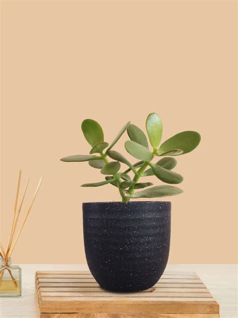 Buy Crassula Ovata (Jade Plant) Online at Greenkin