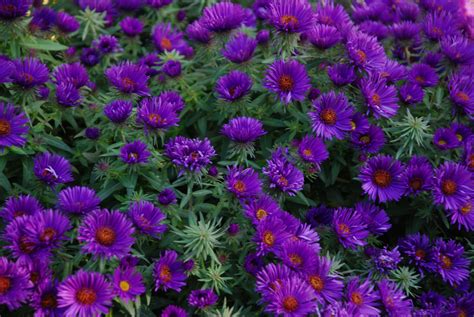 Aster novae-angliae 'Purple Dome' | Starter plants, Purple mums, Small ...