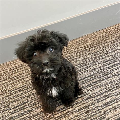 Black Maltipoo