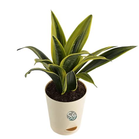 Sansar Green Sansevieria Trifasciata (Snake) Plant With Self Watering ...