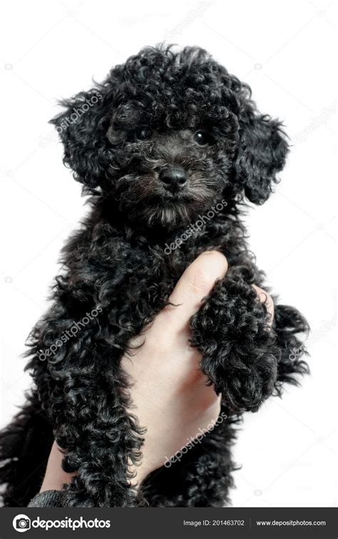 Can A White Poodle Have Black Puppies