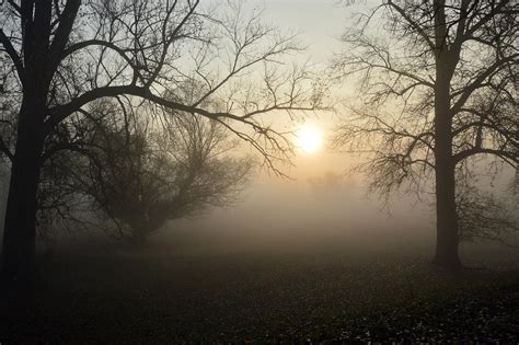 Image result for Types Fog