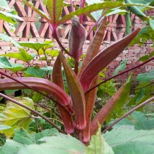 CRGO OKRA , BHINDI , LADYFINGER Seed Price in India - Buy CRGO OKRA ...