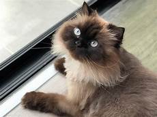 himalayan cats a guide to the popular hybrid the himalayan cat himalayan cats a guide to the popular hybrid the himalayan cat