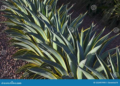 Agave Americana or Marginata Common Names Century Plant, Maguey ...