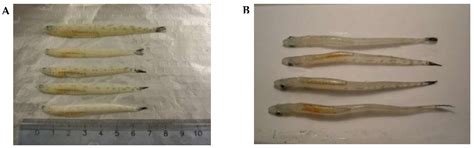 Tiny but Fatty: Lipids and Fatty Acids in the Daubed Shanny ...