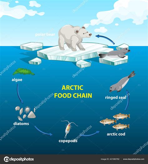 Arctic Food Chain