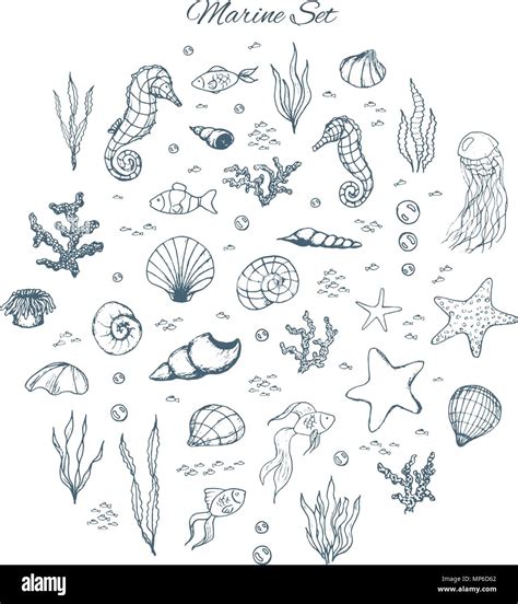 How To Draw Realistic Sea Animals