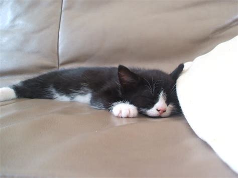 Image result for Cat Coding at Computer Pic