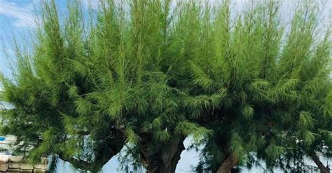 AnitBarui.in : Get English notes, articles of different classes.: ALL ...