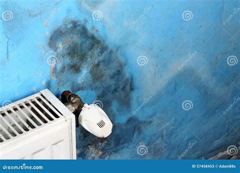 Dangerous mold fungus stock image. Image of interior - 57458453