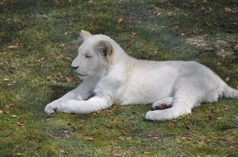 Lions | White Lions of Johannesburg | White Lions in Africa