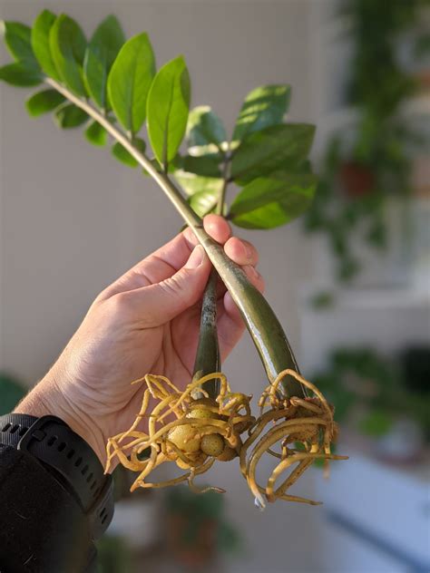 How to Propagate a ZZ Plant in Water: Easiest Method (step by step guide)