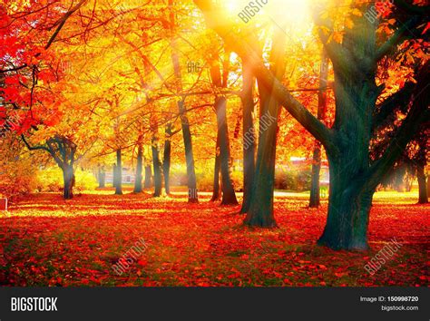 Image result for Autumn Tree Scene