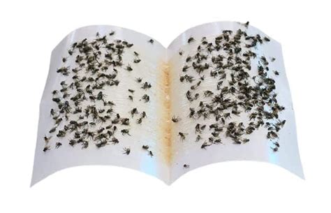 Chipku HouseFly Catcher Traps – Pack of 5 Extra-Sticky Fly Papers ...