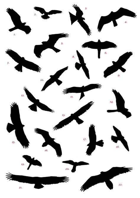 Silhouette Of Raptors