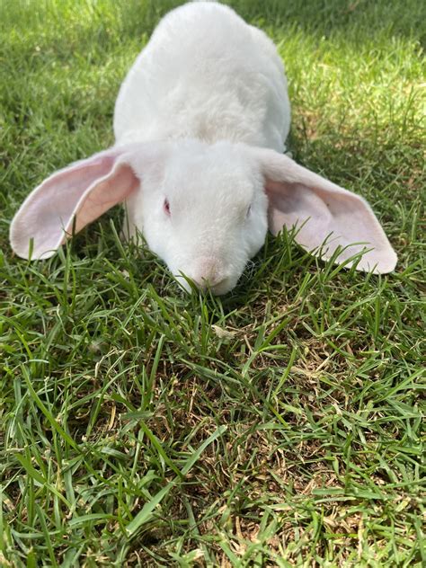 Velveteen Lop Rabbit Breeders