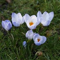 Image result for Blue Crocus Flowers