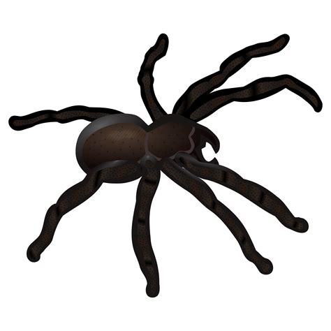 Spider clipart realistic, Spider realistic Transparent FREE for ...