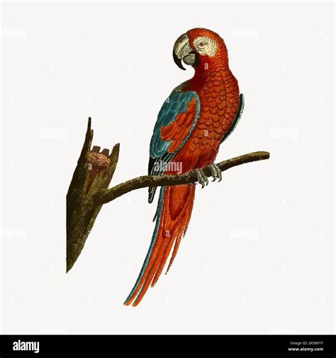 Parrot bird clipart, vintage illustration vector Stock Vector Image ...