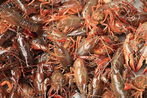 打击外来物种 日本6月起禁止出售或放生小龙虾：最高罚款15万