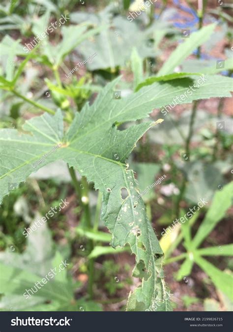 How To Identify Common Diseases Of Okra And Treat Them