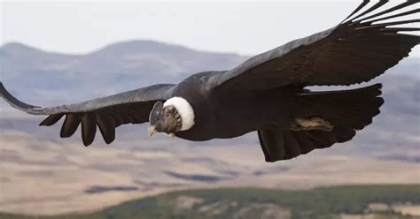 Andean Condor Flies Without Flapping Wings Even Once