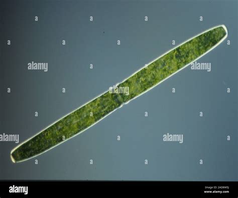 Green Algae Microscope Stock Photos & Green Algae Microscope Stock ...