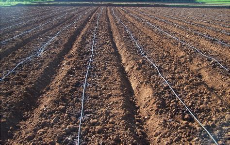 Horticulture :: Vegetables::Tomato