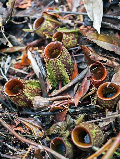Carnivorous Plants Pitcher Plant