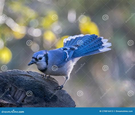 Blue Jay Showing Off Its Tail Feathers Stock Image - Image of beak ...