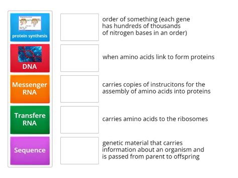 Image result for Protein Synthesis Practice Sheet the Genetic Code