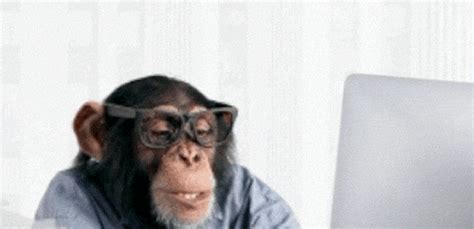 Image result for Monkey Using a Computer GIF