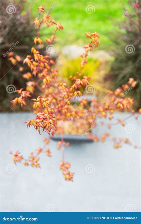 Japanese Red Maple Plant Outdoor at Shallow Depth of Field Stock Photo - Image of closeup, maple ...