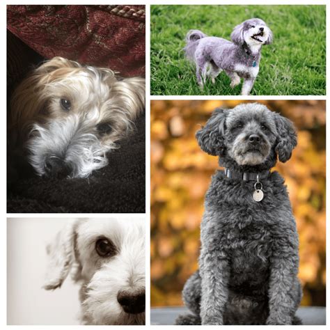 Schnoodle - The Complete Guide to the Poodle Schnauzer Mix Breed ...