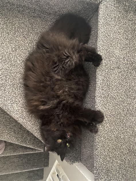 Image result for Rust Colored Cat