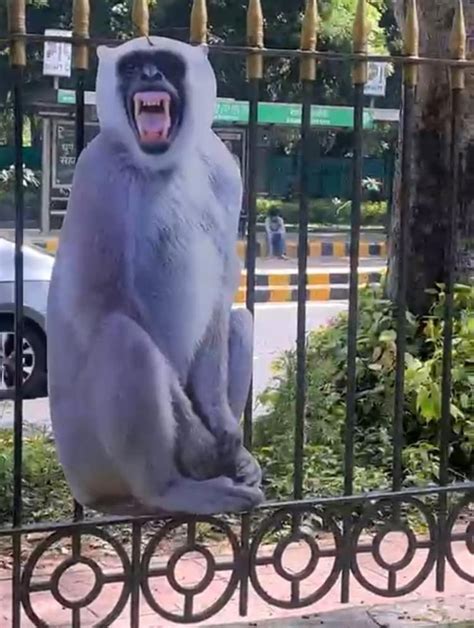 G-20 Summit: Delhi installs langur posters to keep monkeys away - India ...