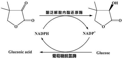 在糖酵解后，丙酮酸在生成二氧化碳和乙酰辅酶A时还转化了一个NADH+H，这里NAD上的氢是从哪里来的？ - 知乎