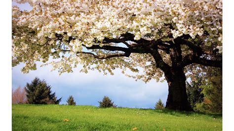 Image result for Spring Video Background