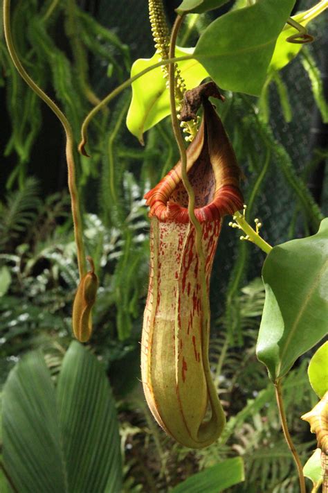 Nepenthes Rajah Tropical Pitcher Plant In Habitat